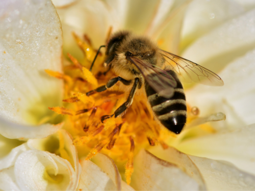 An Introduction To Beekeeping