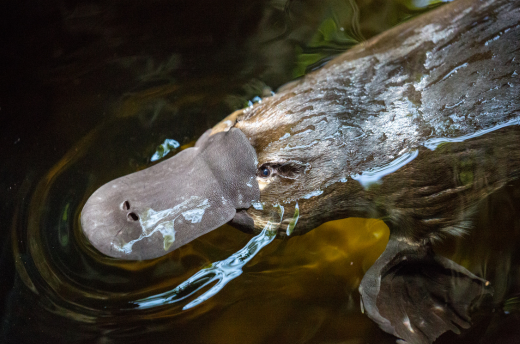Discover The Platypus In Healesville