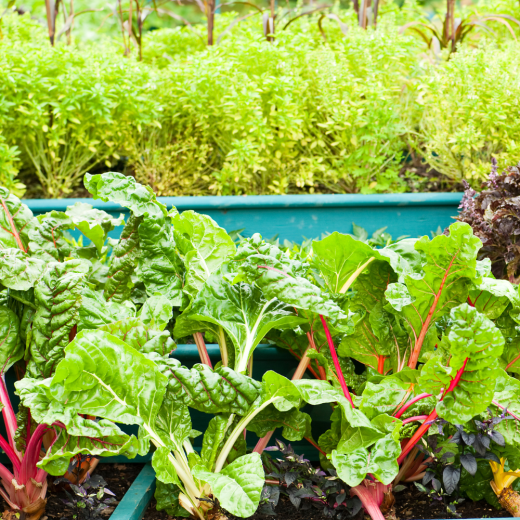 Wicking Bed Workshop - Gully Gardeners