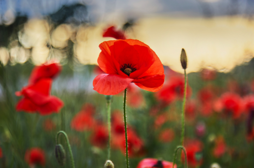 Anzac Day closure