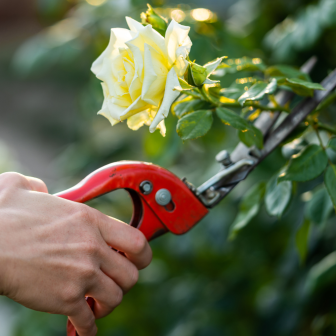 Gully Gardeners: rose cuttings swap