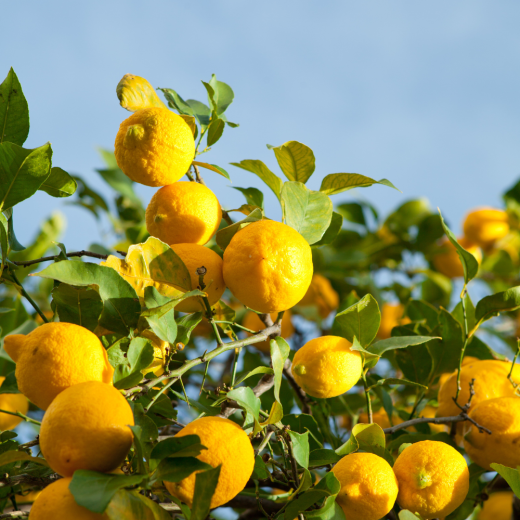 how to plant, grow and care for your lemon tree