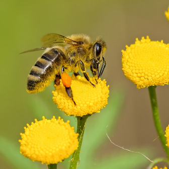 Bee for Biodiversity